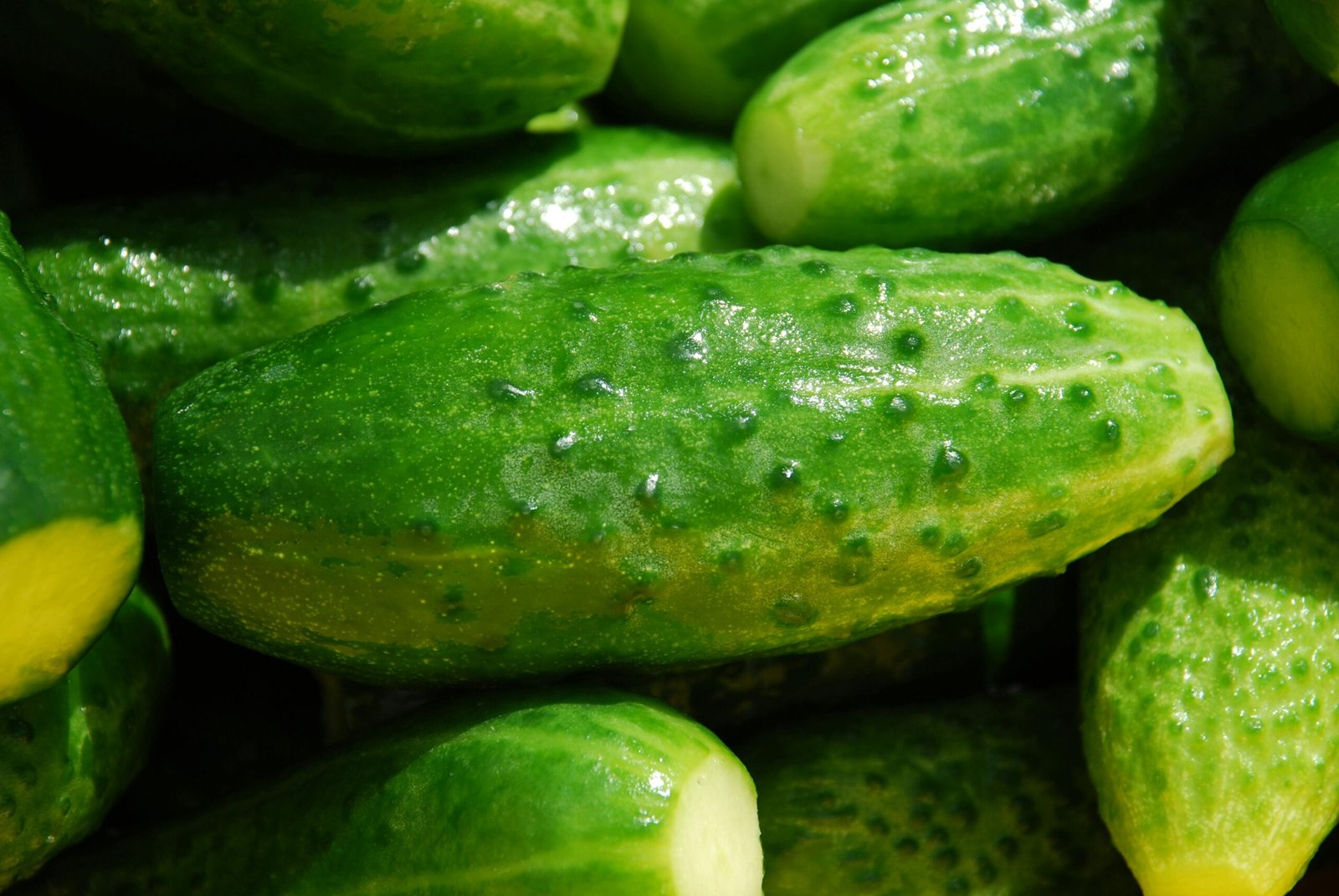 Cucumbers